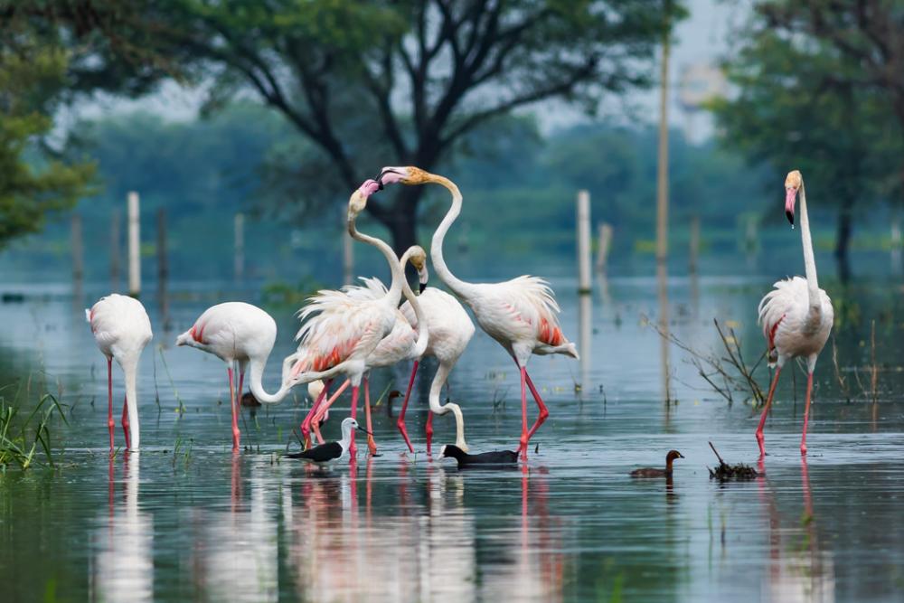 Flamingos-Keoladeo-National-Park Bharatpur Rajasthan Tour