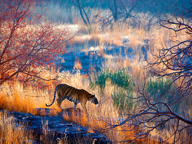 Tiger in Sawai Madhopur Rajasthan Tour