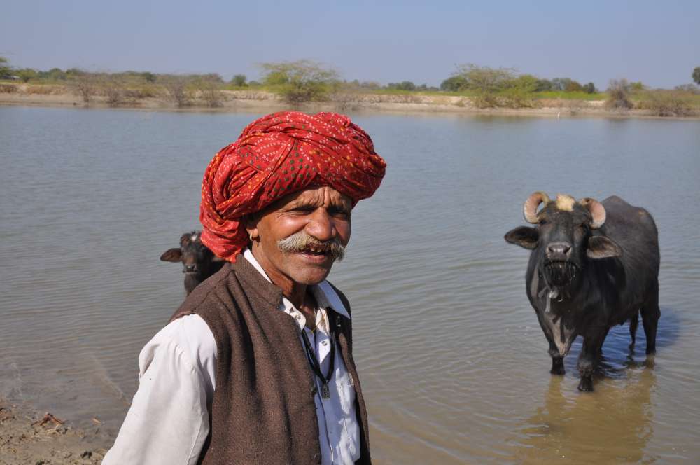 Buffalo in pound in rajasthan