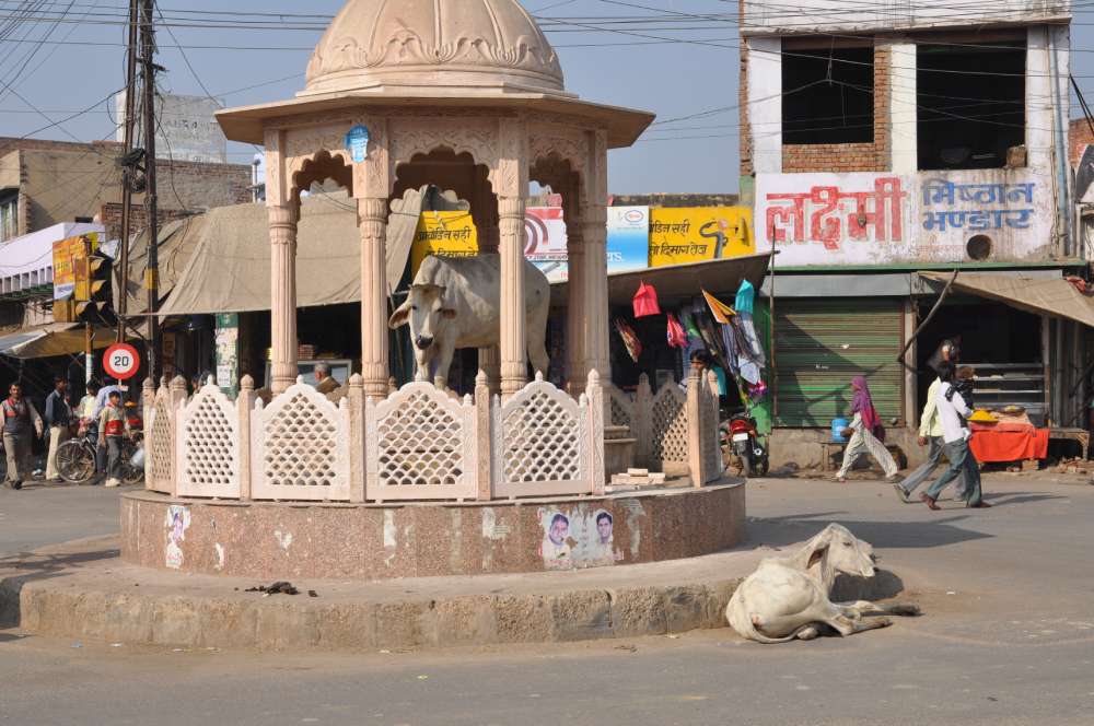 Chowk with circular monument and cow