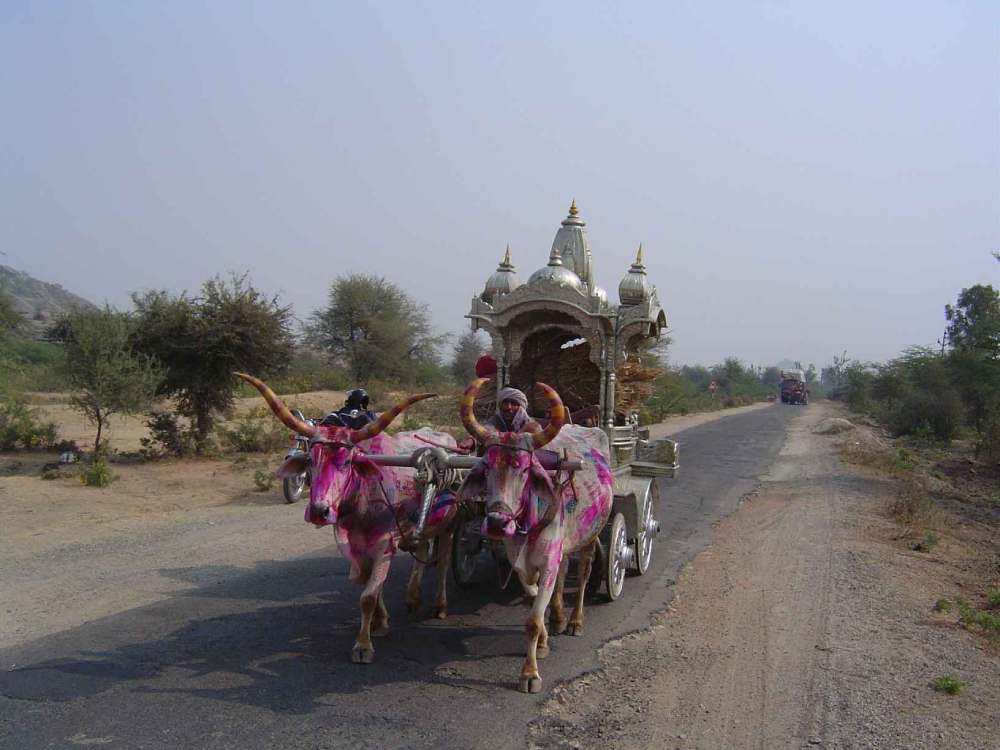 bull coloured in holi colours