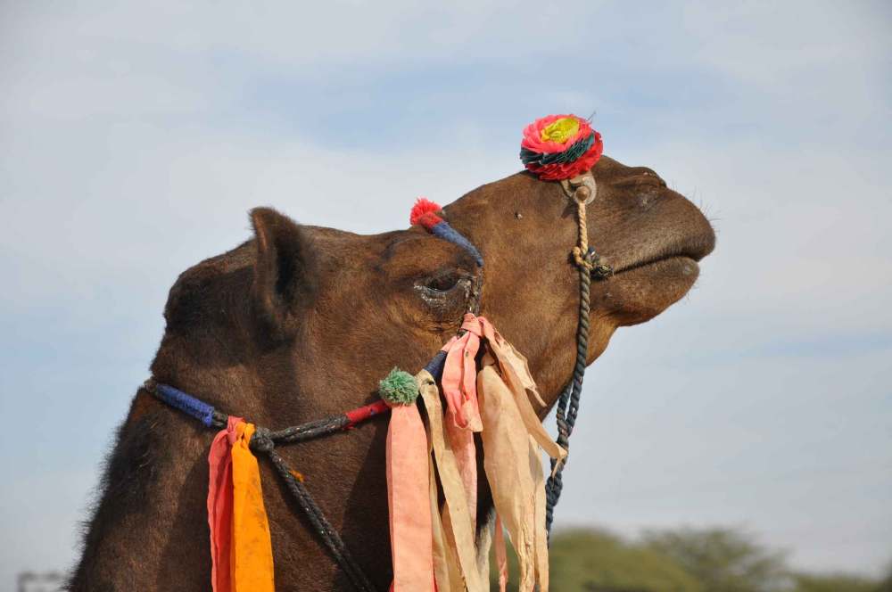 camel face with flower at top