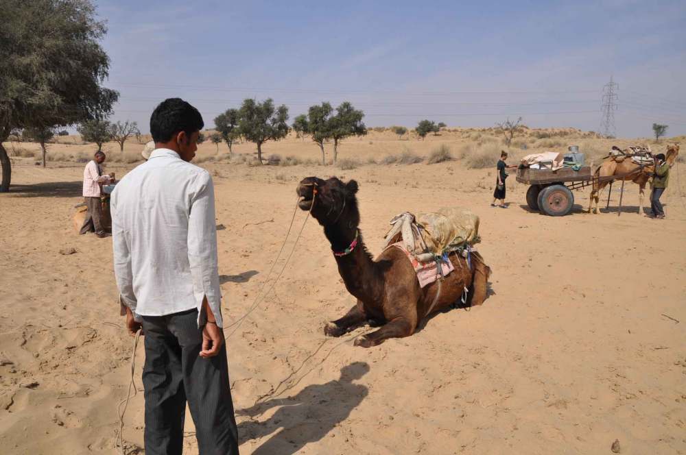 camel in desert sitting