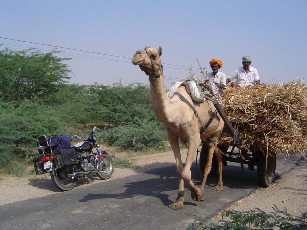 camel near lake sambar
